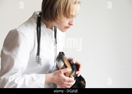 Veterinario femmina esaminando i cani eye Foto Stock