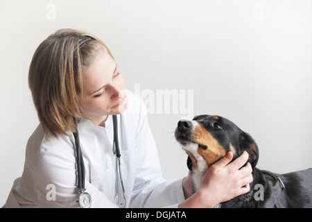 Veterinario femmina esaminando i cani faccia Foto Stock