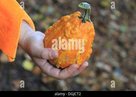 Bambino mano azienda piccola zucca arancione Foto Stock