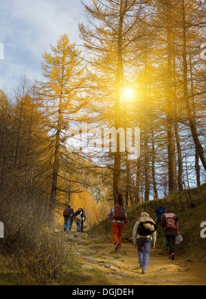 Gruppo di maturi e senior uomini e donne escursioni nella foresta Foto Stock