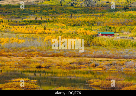 Colore di autunno sulle colline vicino a Waterton Lakes vicino al Parco Nazionale dei laghi di Waterton Alberta Canada Foto Stock