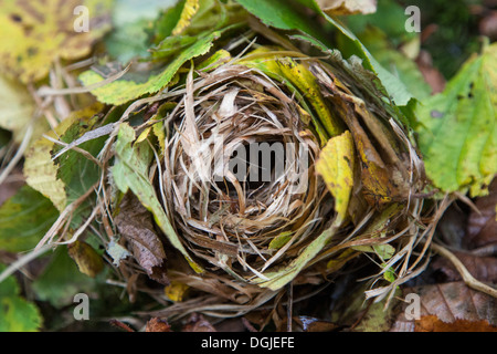 Moscardino (Muscardinus avellanarius) naturali nido nel bosco di nocciolo, Yorkshire Dales, REGNO UNITO Foto Stock