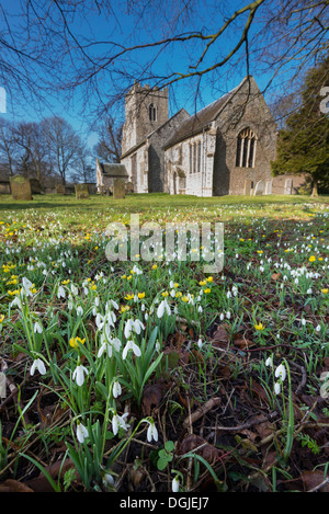 Snowdrops in un Warham sagrato. Foto Stock
