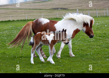 Pony Shetland e il puledro. Foto Stock