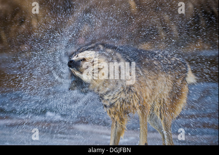 Maschio alfa Lupo (Canis lupus) Lupo grigio acqua umoristico agitare ritratto dopo aver attraversato creek, Montana, USA. Foto Stock