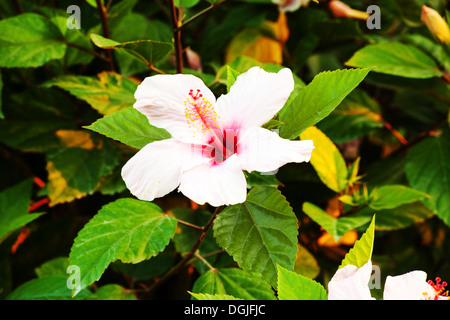 Ibisco bianco nella macchia verde su sfondo naturale Foto Stock