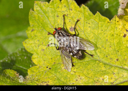 Carne-fly in appoggio sulla foglia di colore giallo Foto Stock