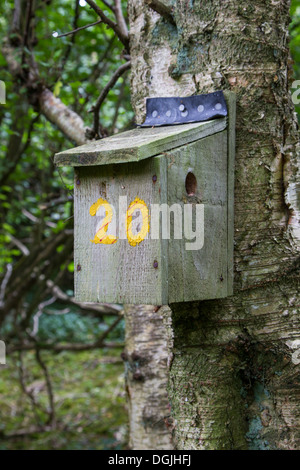 Moscardino (Muscardinus avellanarius) uomo fatto scatola di nido nel bosco di nocciolo, Yorkshire Dales, REGNO UNITO Foto Stock