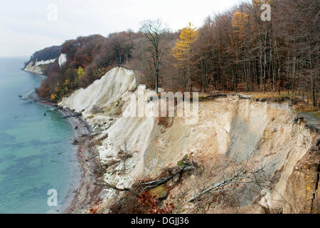 Chalk scogliere con faggi in autunno, Stubbenkammer, Insel Rügen, Sassnitz, Rügen, Meclemburgo-Pomerania, Germania Foto Stock