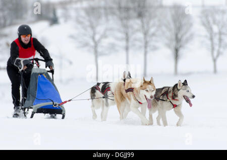 Musher in esecuzione, sterzo una slitta trainata da cani, slitta trainata da cani team, Harz, Clausthal-Zellerfeld, Bassa Sassonia, Germania Foto Stock