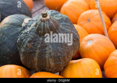 Zucche, schiaccia o zucca (Cucurbita) Foto Stock