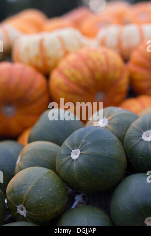 Zucche, schiaccia o zucca (Cucurbita) Foto Stock