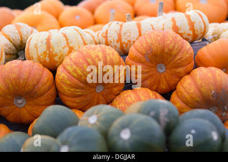 Zucche, schiaccia o zucca (Cucurbita) Foto Stock