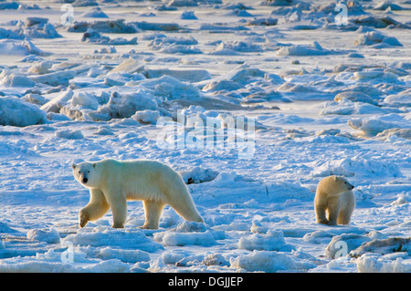 Orso polare (Orsa maritimus) su sub-artica della Baia di Hudson di ghiaccio e neve, Churchill, MB, Canada Foto Stock