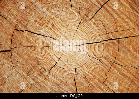 Una sezione trasversale del vecchio tronco di albero Foto Stock