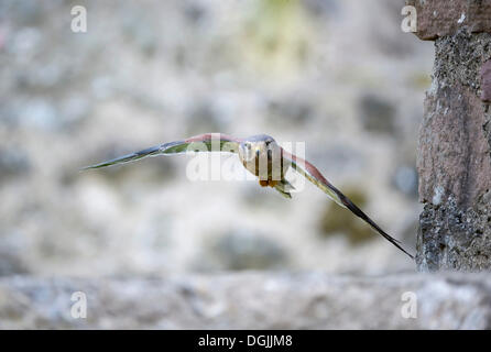 Il Gheppio (Falco tinnunculus) Foto Stock