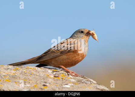 Cretzschmar's Bunting (Emberiza caesia) Foto Stock