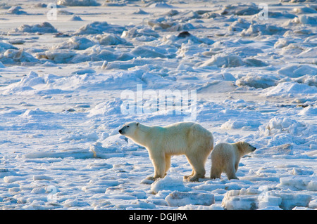 Orso polare (Orsa maritimus) su sub-artica della Baia di Hudson di ghiaccio e neve, Churchill, MB, Canada Foto Stock