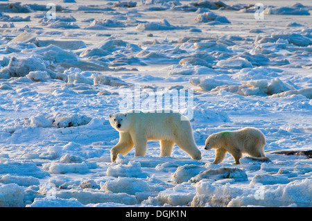 Orso polare (Orsa maritimus) su sub-artica della Baia di Hudson di ghiaccio e neve, Churchill, MB, Canada Foto Stock