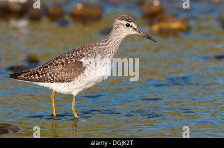 Wood Sandpiper (Tringa glareola) Foto Stock