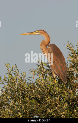 Airone rosso (Ardea purpurea) Foto Stock