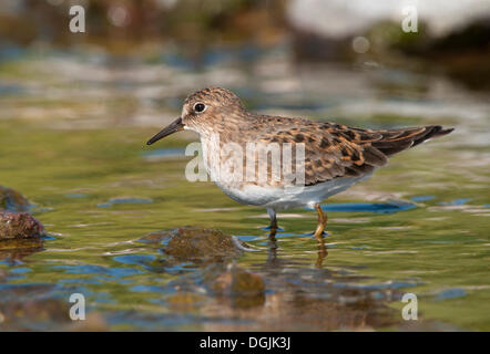 Di Temminck stint (Calidris temminckii) Foto Stock