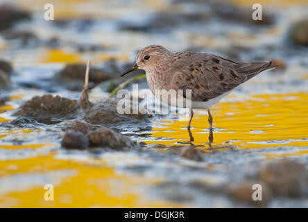 Di Temminck stint (Calidris temminckii) Foto Stock