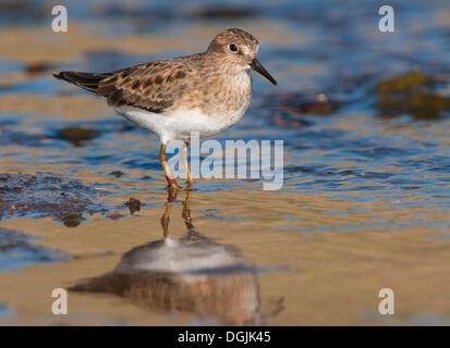 Di Temminck stint (Calidris temminckii) Foto Stock