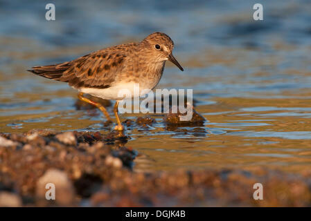 Di Temminck stint (Calidris temminckii) Foto Stock