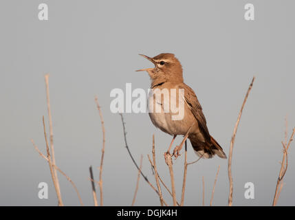 Rufous Bush Robin, Rufous-tailed Scrub Robin o Rufous Bush Chat (Cercotrichas galactotes) Foto Stock