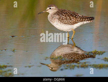 Wood Sandpiper (Tringa glareola) Foto Stock