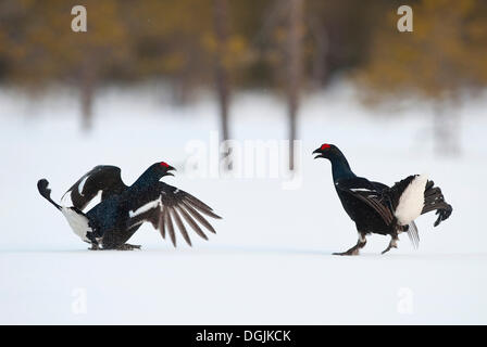 Gallo forcello, blackgame (Lyrurus tetrix, Tetrao tetrix) maschile eseguendo il corteggiamento Foto Stock