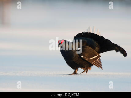 Gallo forcello, blackgame (Lyrurus tetrix, Tetrao tetrix), maschio eseguendo il corteggiamento Foto Stock