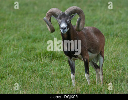 Muflone Europeo (Ovis orientalis musimon) Foto Stock