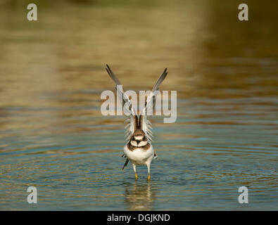 Poco inanellato Plover (Charadrius dubius), Lesbo, Grecia, Europa Foto Stock