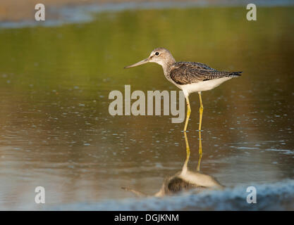 Greenshank (Tringa nebularia), Lesbo, Grecia, Europa Foto Stock