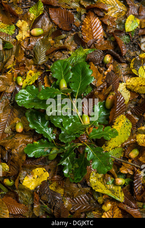 Un piccolo ramo di quercia con alcune ghiande attaccato, posa su un bosco umido pavimento. Foto Stock