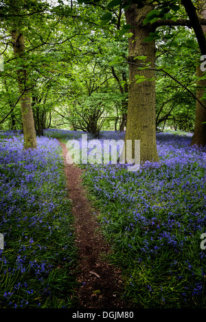 Una via che corre attraverso bluebells nel bosco. Foto Stock