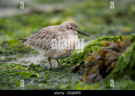 Nodo rosso (Calidris canutus), Texel, Paesi Bassi, Europa Foto Stock