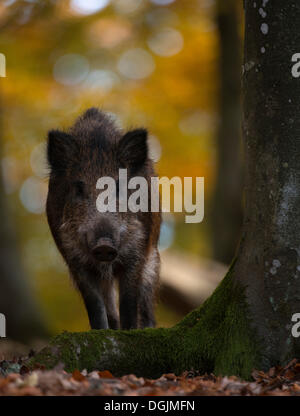 Il cinghiale (Sus scrofa), Daun, Eifel, Renania-Palatinato Foto Stock