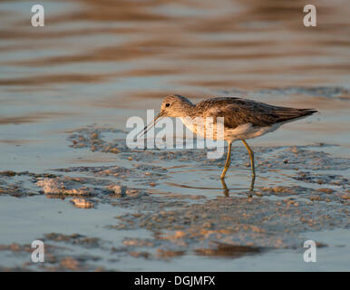 Comune (Greenshank Tringa nebularia), Lesbo, Grecia, Europa Foto Stock