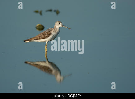 Comune (Greenshank Tringa nebularia), Lesbo, Grecia, Europa Foto Stock