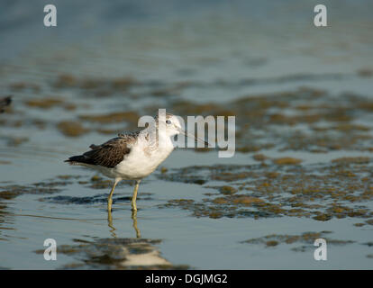 Comune (Greenshank Tringa nebularia), Lesbo, Grecia, Europa Foto Stock