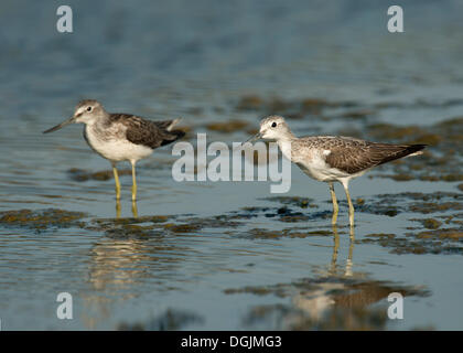 Comune (Greenshanks Tringa nebularia), Lesbo, Grecia, Europa Foto Stock