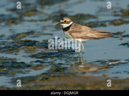 Poco inanellato Plover (Charadrius dubius), Lesbo, Egeo Settentrionale, Grecia Foto Stock