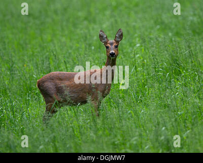 Il capriolo (Capreolus capreolus) su un prato, Bitburg, Renania-Palatinato, Germania Foto Stock