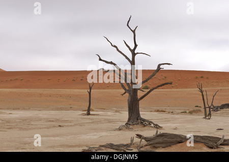 Scheletri di albero a Deadvlei vicino al Sossusvlei, Namibia Foto Stock