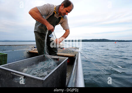 Il pescatore Johann Strobl casting per pescare sul Lago di Starnberg, area Fuenfseenland, Alta Baviera, Baviera Foto Stock