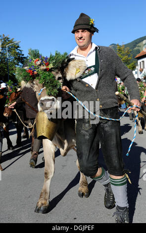 Almabtrieb, cattle drive, Viehscheid, ordinamento di capi di bestiame in Pfronten, Ostallgaeu, Allgaeu, Svevia, Bavaria Foto Stock