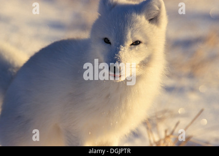 Arctic Fox (Alopex lagopus) alimentazione grin leccare trita vicino a Churchill, Manitoba, Canada Settentrionale Foto Stock